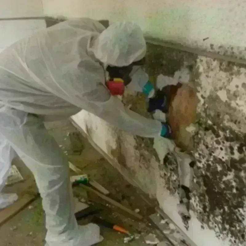 Mold Remediation and Removal in La Plena, PR